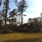 TIMBER!!!