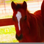 Baby Horse