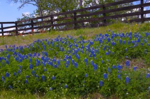 Bluebonnets