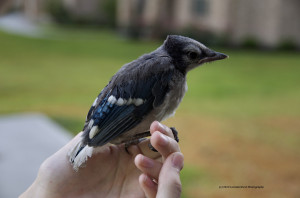BabyBlueJay