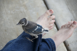 BlueJay