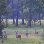 The buck was hiding.
