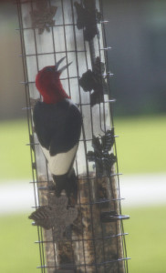 Through the screen.