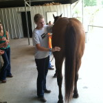 Giving a horse a shot.