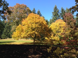 IMG_7452