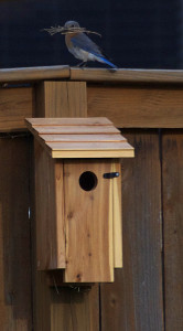 Nestbox and Eastern Bluebird