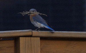 “If the warble of the first bluebird does not thrill you know that the morning and spring of your life are past.” ~Henry David Thoreau