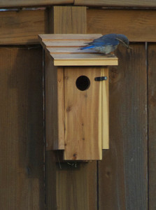 Building a nest.
