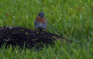 I thought he had an "Angry Bird" face, then I read that bluebirds develop an affinity for those who watch over them.