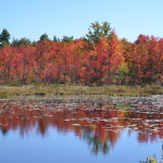 Fall Color